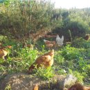 순환농장 이미지