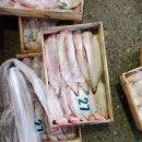✅️4/12일 목포수협선어위판장, 갑오징어 가격 엄청 떨어졌습니다. 이미지