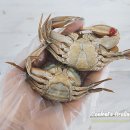 밥도둑 Daum카페