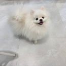 우리 애견 미용실 이미지