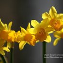 흔들리며 피는 꽃 이미지