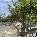 미동목장 이미지