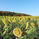 박응렬의 그래서 산티아고 4-가장 멋진 길 산토 도밍고 21.5km-통닭의 전설 살아 숨쉬는 칼사다 대성당 이미지