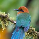 Broad-billed Motmot 이미지