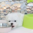 중리 더펫 동물병원 이미지