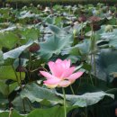 번암리 조천연꽃공원1 이미지