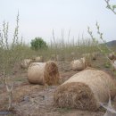 지푸라기농장 이미지