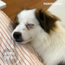 포인핸드 건강검진센터 | 포인핸드 입양후기[❤️입양후기❤️] 1977. 담이