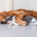 채움동물병원 이미지