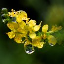 노고단-9 이미지