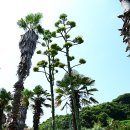 환상의 섬 이미지