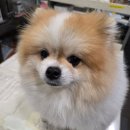 연두 동물병원 이미지