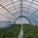 흑송농장 이미지