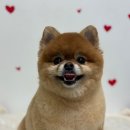멍글하우스 이미지