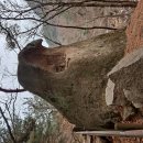 단풍나무한의원 | 삼천리골의 겨울