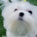 베리하우스 켄넬 이미지