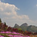 마이산도립공원 일원 | [전북/명소]진안 꽃잔디동산 2026 봄꽃 여행, 4만 평 분홍빛 정원 축제 가이드