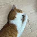 장보는강아지와고양이 신호점 | 명지애견용품할인매장 장보는강아지와고양이 부산신호점 : 고양이 간식 종류 많고 가격 좋은 곳 추천