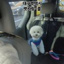 애견사랑 | 동대구역 130평 펫사랑 애견유치원 방문 후기