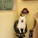 단델리온 견살롱 이미지