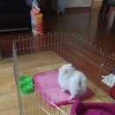 아이러브독 서초점 이미지