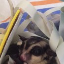 동글이네과일야채