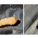 하늘소 농장 이미지