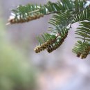 개비자나무 Cephalotaxus harringtonia (Knight ex Forbes) K. Koch 종 이미지