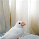 Honey Bunny 이미지