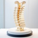 수지구청역서울탑본의원 | 허리 건강 유지와 회복을 위한 체계적 접근