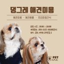 댕그레 | 광주 오치동 애견미용 :) 반려동물미용 &amp; 애견용품샵 댕그레 후기