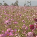 코스모스미용실 이미지