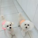 꼬씨와 펫살롱 이미지