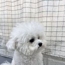 언니네 펫 이미지