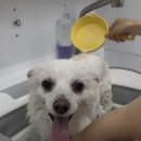 댕그리몽 이미지