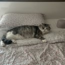 행복이불 이미지