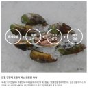 키다리아저씨 애견샵 | [당진 팻마트]애견용품점 풀무원아미오 강아지 간식 영양제 추천