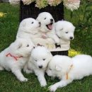 예쁜강아지 이미지