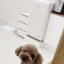 달콤한댕 이미지