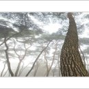 소나무 풍경 이미지