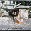 리즈퍼피 이미지