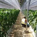 금고농장 이미지