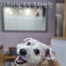 아프리카 | 성남 서현동 동물병원 아프리카 동물 종합병원 진료시간 접근성 이용후기