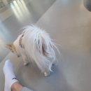 아따멍멍 이미지