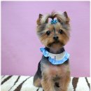 쭈니쭈니 펫살롱 이미지