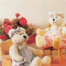 베어 Daum카페