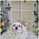 본애견미용실 이미지