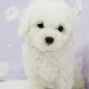 몽글몽글 Daum카페