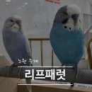 리프패럿 | 노원 아이랑 가볼만한 곳 | 주말마다 생각나는 앵무새 카페 '리프패럿' 재방문 후기