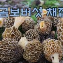 곰보버섯 채집 #곰보버섯, #식용버섯 이미지